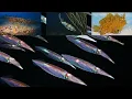 Download Lagu Secrets of the Dusk Dive Bonaire ep. 53