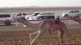 الشوط 8 منحاش للسيد خلفان بخيت فطيس المنصوري توقيت 7 54 82 