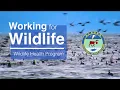 Working For Wildlife ADF G s Wildlife Health Program