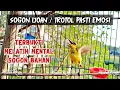 Download Lagu PANCINGAN SOGON GACOR NGLEPER ‼️ SANGAT AMPUH UNTUK PANCINGAN SOGON BAHAN AGAR EMOSI DAN RAJIN BUNYI