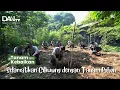 Download Lagu Jakarta Banjir Terus? DAAI TV Tanam 250 Pohon Mahoni demi Pulihkan Hulu Ciliwung