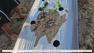 Manual Seedling Transplanting: The Art of Precision Planting for Maximum Yields.
