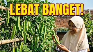 TANAM KECIPIR SAYURAN YANG SUDAH LANGKA DI PASAR TERNYATA BISA SUBUR KEBUN DI TERAS RUMAH