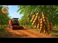 Lagu Hoe boeren duizenden tonnen tamarinde oogsten | Verbazingwekkende teelt- en verwerkingstechnologie
