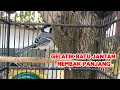 Download Lagu Gelatik Batu Jantan Gacor Nembak Panjang || Suara Panggilan Alami  ‎@Kicau Pidong 