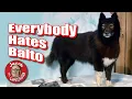Everybody Hates Balto - The World s Most Controversial Taxidermied Dog