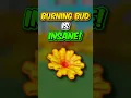 Download Lagu The Burning Bud is ACTUALLY insane #growagarden