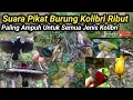 Download Lagu PIKAT BURUNG || SUARA PIKAT BURUNG KOLIBRI RIBUT