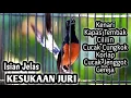 Download Lagu MASTERAN MURAI BATU FULL ISIAN TEMBAKAN MEWAH CILILIN KAPAS TEMBAK KENARI CUNGKOK GEREJA JENGGOT