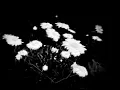 Download Lagu Bôa - Duvet [Acoustic] (slowed + reverb)