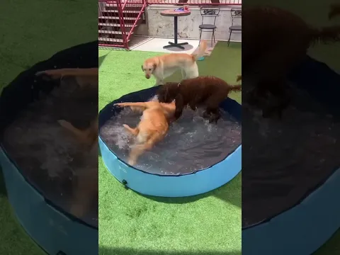 funny Dog playing in the water#waterdog #summerlovin #dogsinpools