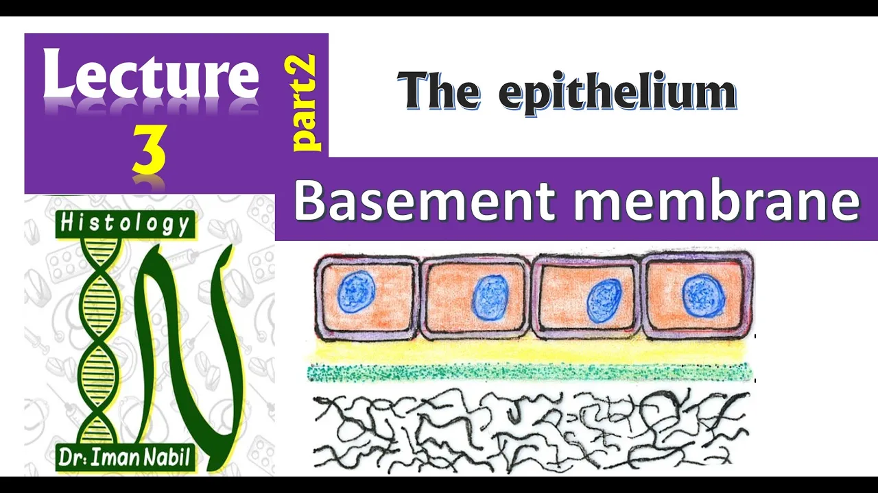 Structure of Basement membrane-2-Epithelium