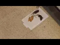 Rodents taking over Granada Gardens Apartments in Warrensville Heights