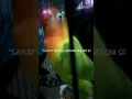 Download Lagu MASTERAN LOVE BIRD NGEKEK PANJANG 3 MENIT TANPA JEDA DARI KENDAL.....* SAYUR  * Mr. DIAN AZZAM