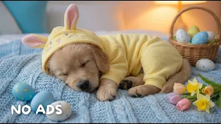 12 Hours Puppy Easter Sleep Music Calming Dog Music for Deep Sleep Anti-Anxiety Relief