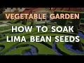 How to Soak Lima Bean Seeds