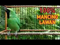 Download Lagu Cucak ijo gacor mancing lawan di jamin mancing ijo lain.
