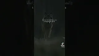 ذي ما فزع يوم البنادق قارحه        لا عاد يجينا وقت غلاق الامان  دندنها