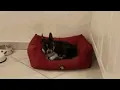 sleep sleepy GIF