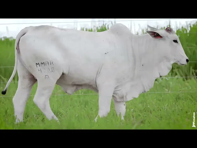 Novilha Nelore MMAR - 4747