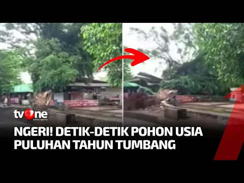 Detik-detik Pohon Besar Tumbang Timpa Warung di Pekalongan