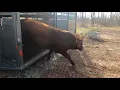 Hij is NIET BLIJ!! Boze nieuwe stier arriveert op de boerderij! 😡😡