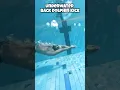 Download Lagu Learn How to Swim Underwater with Dolphin Kick 🏊🏻 #swimming #swimmingtips #swim #underwater