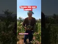 Download Lagu Eskiden tütün nasıl yapılırdı? #tütün #geriçam #sağlık #HolidayswithYouTube #shorts #farming #farm