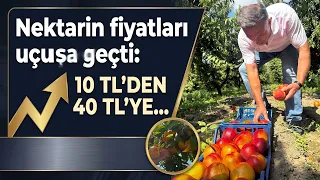Nektarinde Büyük Fiyat Değişimi: Çiftçinin Yüzü Son Hasatta Güldü