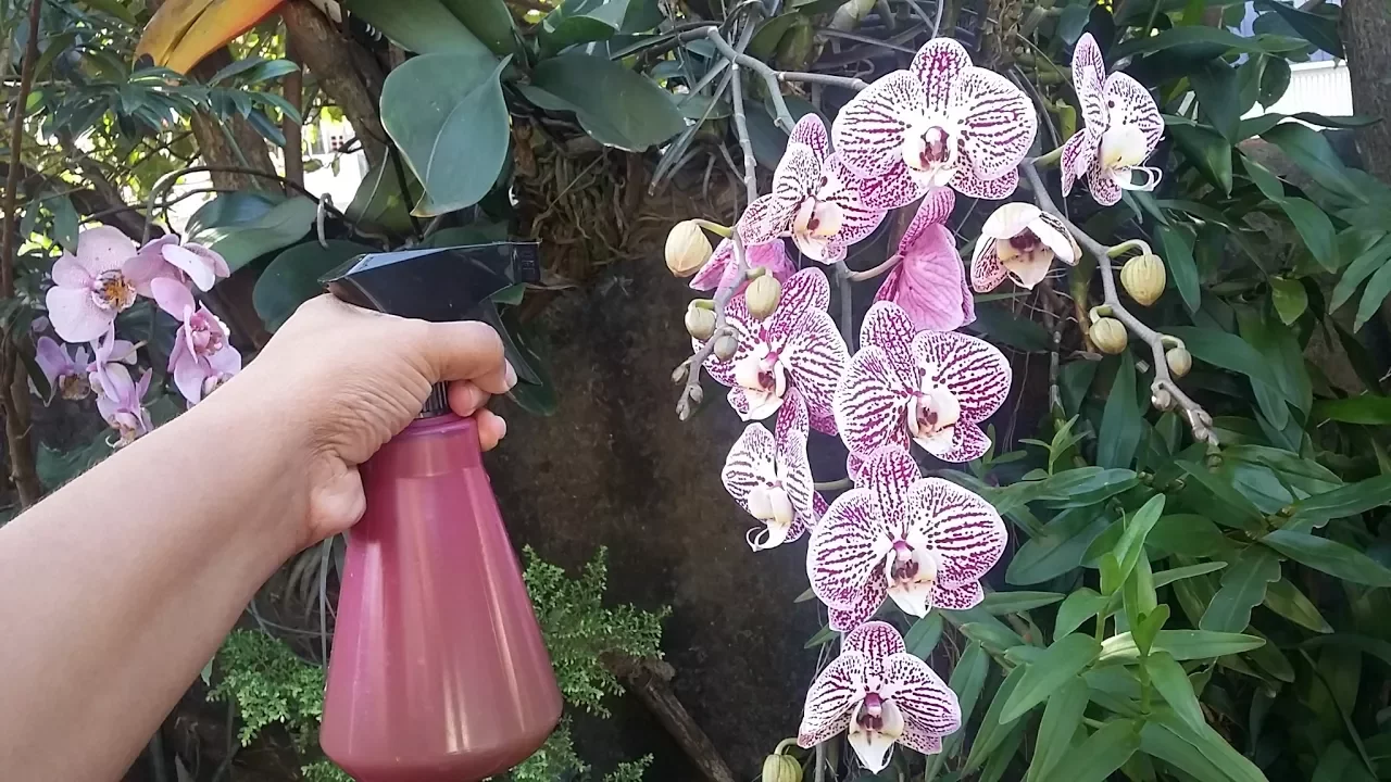 APRENDA ADUBAR ORQUÍDEAS COM HÚMUS LÍQUIDO
