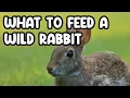 Feeding Wild Rabbits What You Need to Know