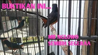 Download TERAPI MUDAH Menghilangkan NGLOWO N NGEBETMEN Burung murai batu dengan cepat Sekali MP3