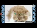 Download Lagu xuxa não atire pau gato