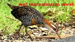 Download #sintaran#MP3 suara burung sintaran sawah MP3