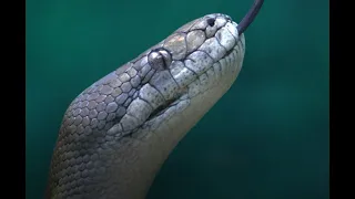 This is a about executing Python and SQL together in SQL Server