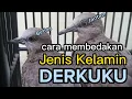 Download Lagu Cara membedakan derkuku/tekukur jantan dan betina