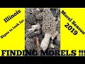 Finding Morels mushroom hunting in Illinois