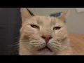 Orange cat braincell firmware update sequence
