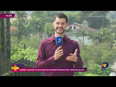Gambá ‘furioso’ ataca biólogo durante resgate em Jaraguá do Sul
