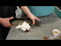Tagging Three Walleye at Lake Oneida Fish Cultural Station