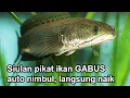 Download Lagu New !!! Siulan pemikat ikan GABUS Dahsyat !!! langsung auto nimbul ikan gabus langsung naik.
