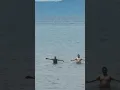 Download Lagu Big shark attack #scary #shark #shorts