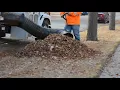Leaf Collection 2017