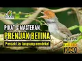 Suara Pikat Prenjak Betina dan Masteran 1 Jam Full