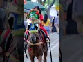 Download Lagu Kuda 🌈 Naik Kuda BKT Cipinang | Lagu Naik Delman Istimewa Populer Indonesia #shorts