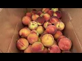 The Peach Truck Tour Fort Oglethorpe Georgia