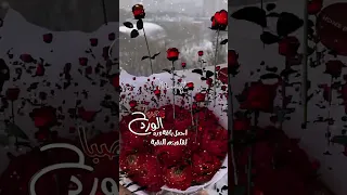أجمل باقة ورد لقلوبكم النقية صباح الورد 