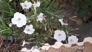 صل الله على من خص بالإسراء للحرم الأقصى 