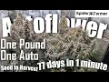1 Pound 454g Autoflower Timelapse - Seed to Harvest