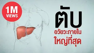 มะเร็งตับมีกี่ประเภทหลัก และแต่ละประเภทเกิดจากอะไร